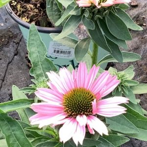 3QT - Sunseekers Salmon Coneflower (ECHINACEA SUNSEEKERS SALMON) - 3QT - 3QT