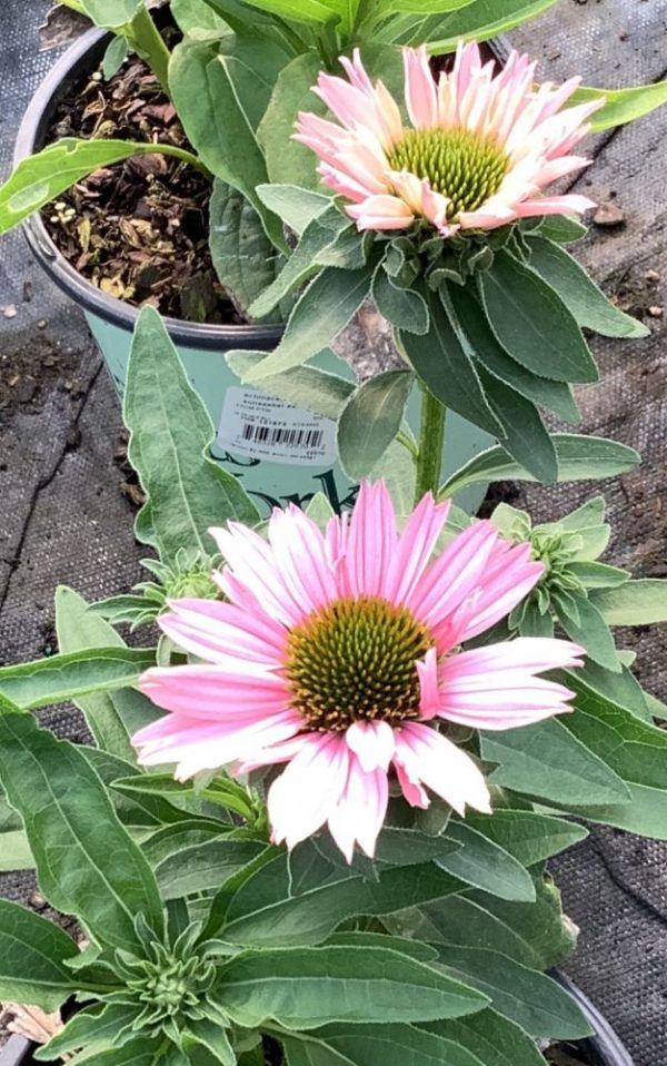 3QT - Sunseekers Salmon Coneflower (ECHINACEA SUNSEEKERS SALMON) - 3QT - 3QT