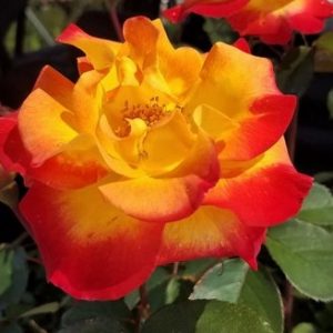 3 gallon - Sunset Horizon™ Rose (ROSE SUNSET HORIZON™) - 3 gallon - 3 gallon