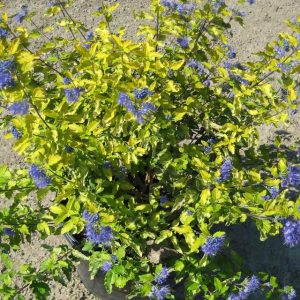 2 gallon 12" - Sunshine Blue® II Bluebeard (CARYOPTERIS SUNSHINE BLUE® II) - 2 gallon 12" - 2 gallon 12"