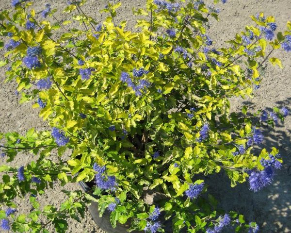 2 gallon 12" - Sunshine Blue® II Bluebeard (CARYOPTERIS SUNSHINE BLUE® II) - 2 gallon 12" - 2 gallon 12"