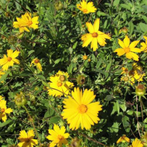 1 gallon - Sunshine Superman Tickseed (COREOPSIS SUNSHINE SUPERMAN) - 1 gallon - 1 gallon