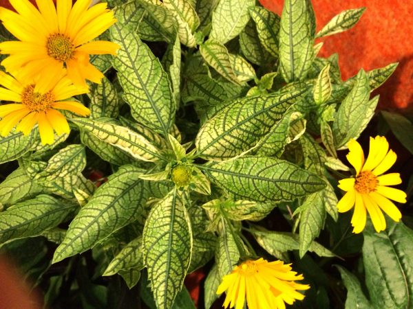 1 gallon - Sunstruck False Sunflower (HELIOPSIS H. SUNSTRUCK) - 1 gallon - 1 gallon