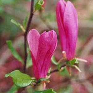 3 gallon 36-42" - Susan Magnolia (MAGNOLIA X SUSAN) - 3 gallon 36-42" - 3 gallon 36-42"