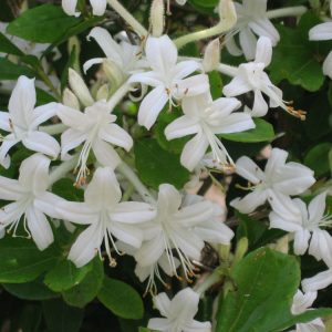 2 gallon 12" - Swamp Azalea (AZALEA VISCOSUM) - 2 gallon 12" - 2 gallon 12"
