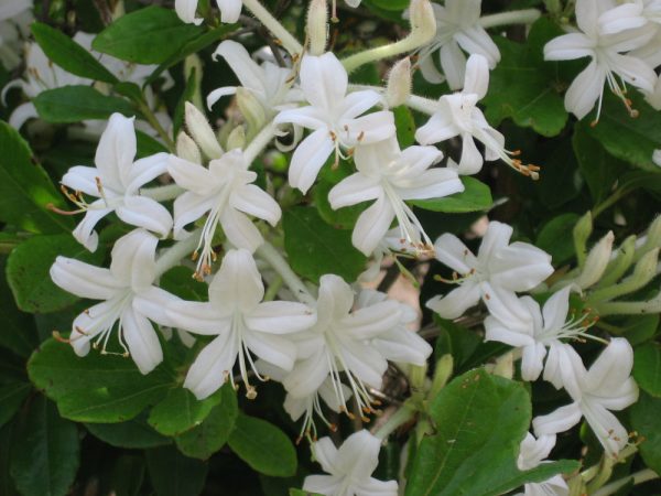 2 gallon 12" - Swamp Azalea (AZALEA VISCOSUM) - 2 gallon 12" - 2 gallon 12"