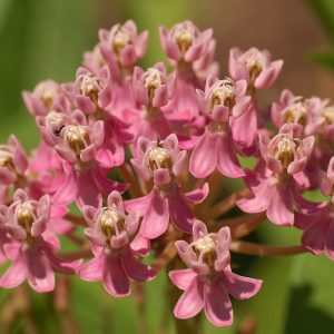 2 gallon - Swamp Milkweed (ASCLEPIAS INCARNATA) - 2 gallon - 2 gallon