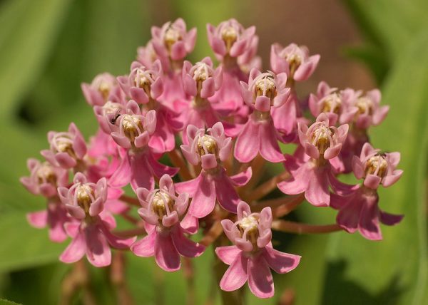 2 gallon - Swamp Milkweed (ASCLEPIAS INCARNATA) - 2 gallon - 2 gallon