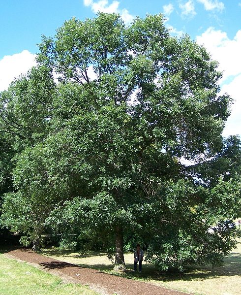 3 gallon - Swamp White Oak (QUERCUS BICOLOR) - 3 gallon - 3 gallon