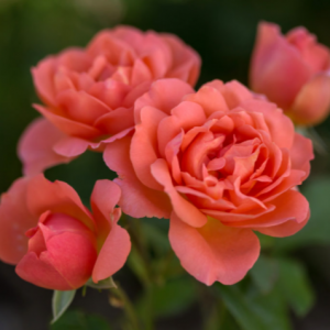 2 gallon - Sweet Fragrance Rose (ROSE E.E. SWEET FRAGRANCE) - 2 gallon - 2 gallon