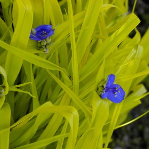 1 gallon - Sweet Kate Spiderwort (TRADE. SWEET KATE) - 1 gallon - 1 gallon