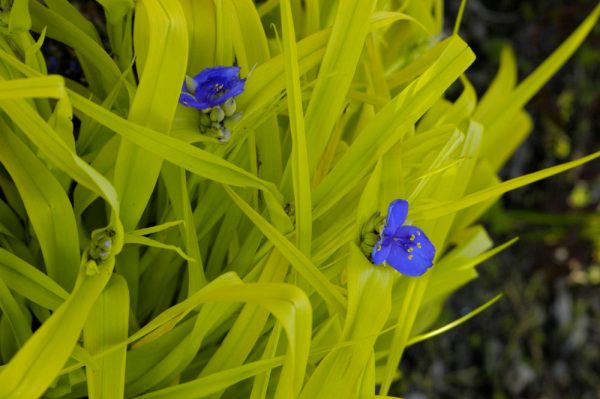 1 gallon - Sweet Kate Spiderwort (TRADE. SWEET KATE) - 1 gallon - 1 gallon