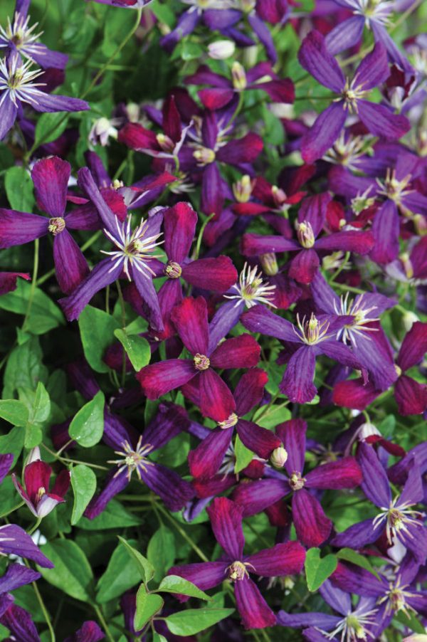 1 gallon - 'Sweet Summer Love' Clematis (CLEMATIS SWEET SUMMER LOVE) - 1 gallon - 1 gallon