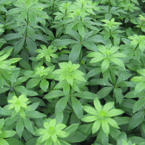1 gallon - Sweet Woodruff (GALIUM ODORATUM) - 1 gallon - 1 gallon