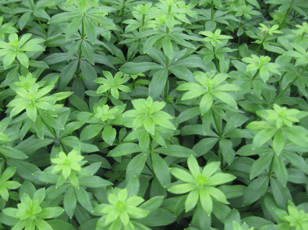 1 gallon - Sweet Woodruff (GALIUM ODORATUM) - 1 gallon - 1 gallon