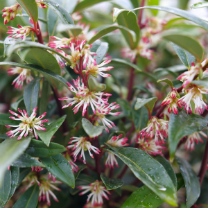 2 gallon 12" - Sweet & Lo™ Sweet Box (SARCOCOCCA SWEET & LO) - 2 gallon 12" - 2 gallon 12"
