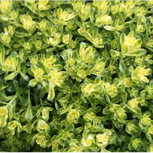 1 gallon - Sweet n Sour Stonecrop (SEDUM SWEET N SOUR) - 1 gallon - 1 gallon