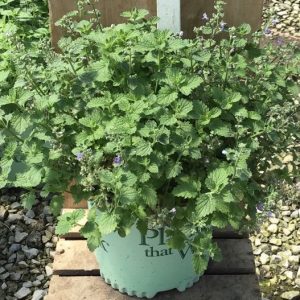 1 gallon - SylvesterBlue™ Catmint (NEPETA SYLVESTER BLUE) - 1 gallon - 1 gallon