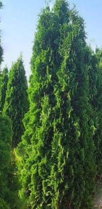 3 gallon 48" - THIN MAN® Arborvitae (THUJA OCC. THIN MAN) - 3 gallon 48" - 3 gallon 48"