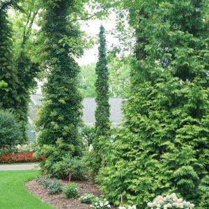 THUJA OCC. STING™ G3 PW