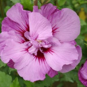 2 gallon - Tahiti™ Hibiscus (HIBISCUS SY. TAHITI) - 2 gallon - 2 gallon