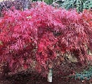 3 gallon 15" - Tamukeyama Japanese Maple (ACER P.D. TAMUKEYAMA) - 3 gallon 15" - 3 gallon 15"