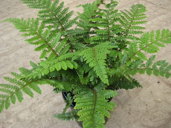 1 gallon - Tassel Fern (FERN -TASSEL) - 1 gallon - 1 gallon