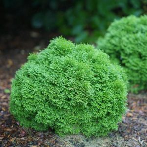 2 gallon - Tater Tot® Arbovitae (THUJA OCC. TATER TOT) - 2 gallon - 2 gallon