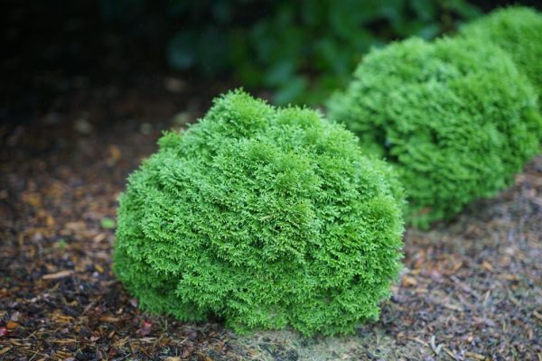 2 gallon - Tater Tot® Arbovitae (THUJA OCC. TATER TOT) - 2 gallon - 2 gallon