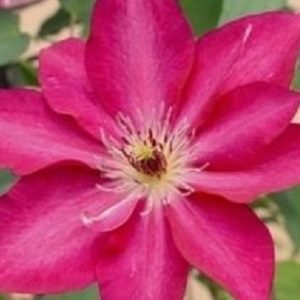 1 gallon - Tekla™ Clematis (CLEMATIS TEKLA) - 1 gallon - 1 gallon