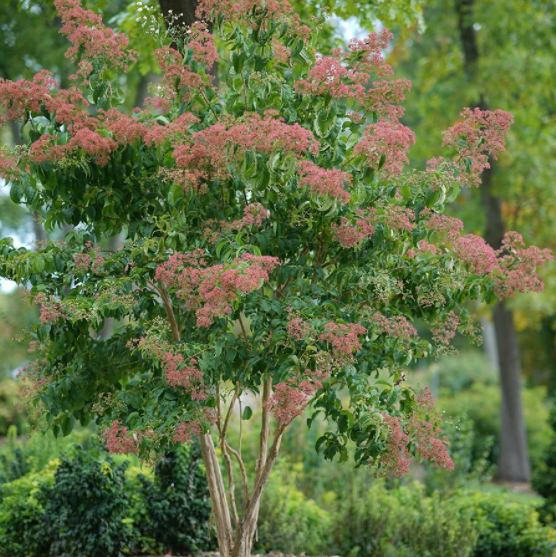 3 gallon - Temple of Bloom® Seven-Son Flower (HEPTACODIUM TEMPLE OF BLOOM) - 3 gallon - 3 gallon