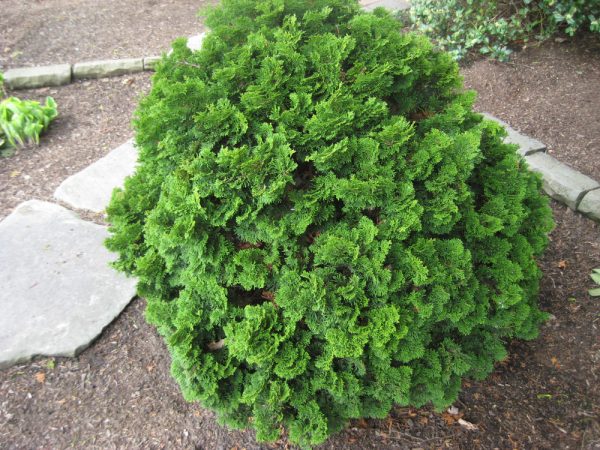 3 gallon 12" - Templehof False Cypress (CHAM. OBTUSA TEMPLEHOF) - 3 gallon 12" - 3 gallon 12"