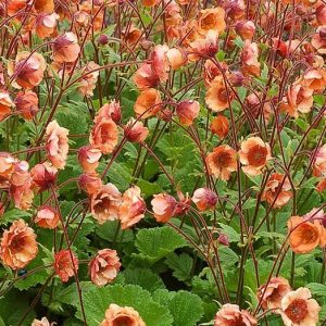 1 gallon - Tempo™ Orange Geum (GEUM TEMPO ORANGE) - 1 gallon - 1 gallon