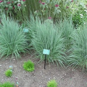 2 gallon - The Blues Little Bluestem (GRASS - SCHIZACHYRIUM THE BLUES) - 2 gallon - 2 gallon
