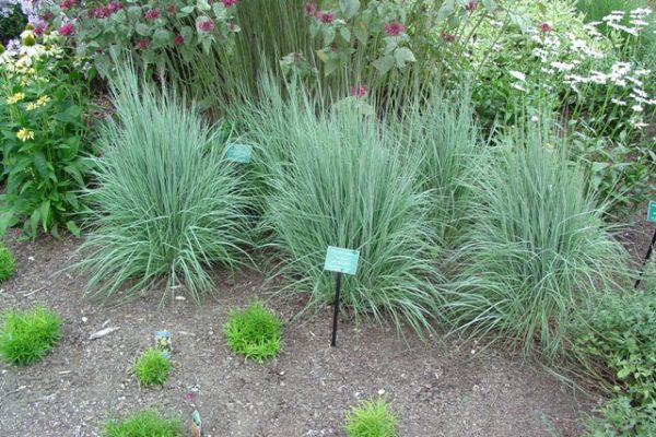 2 gallon - The Blues Little Bluestem (GRASS - SCHIZACHYRIUM THE BLUES) - 2 gallon - 2 gallon