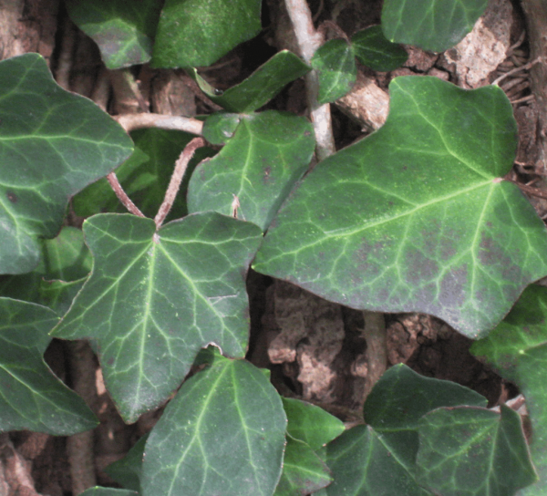 1 gallon - Thorndale English Ivy (HEDERA HELIX THORNDALE) - 1 gallon - 1 gallon