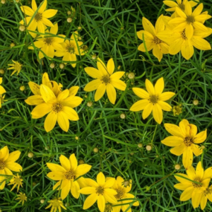 1 gallon - Thread-leaf Tickseed (COREOPSIS VERTICILLATA) - 1 gallon - 1 gallon