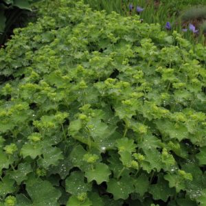 1 gallon - Thriller Lady's Mantle (ALCHEMILLA MOLLIS THRILLER) - 1 gallon - 1 gallon