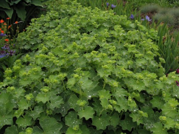 1 gallon - Thriller Lady's Mantle (ALCHEMILLA MOLLIS THRILLER) - 1 gallon - 1 gallon