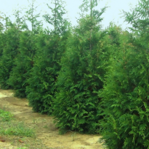 3 gallon 30" - Thuja Junior Giant (THUJA X  JUNIOR GIANT) - 3 gallon 30" - 3 gallon 30"
