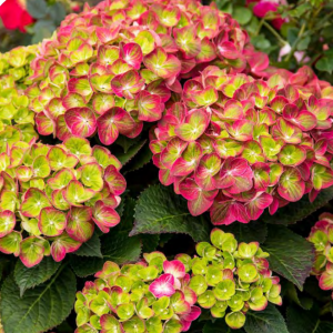 2 gallon - Tilt-A-Swirl® Bigleaf Hydrangea (HYDRANGEA M.  TILT-A-SWIRL) - 2 gallon - 2 gallon