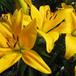 1 gallon - Tiny Bee Asiatic Lily (LILIUM ASIATIC TINY BEE) - 1 gallon - 1 gallon