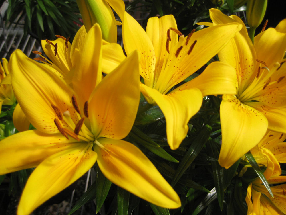 1 gallon - Tiny Bee Asiatic Lily (LILIUM ASIATIC TINY BEE) - 1 gallon - 1 gallon