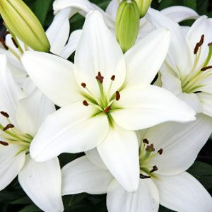 1 gallon - Tiny Crystal Asiatic Lily (LILIUM ASIATIC TINY CRYSTAL) - 1 gallon - 1 gallon