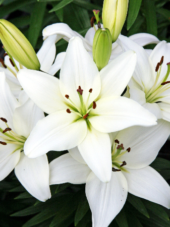 1 gallon - Tiny Crystal Asiatic Lily (LILIUM ASIATIC TINY CRYSTAL) - 1 gallon - 1 gallon