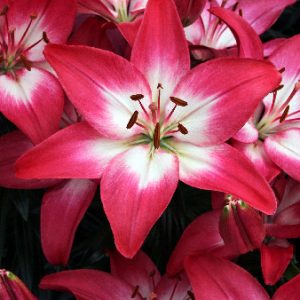 1 gallon - Tiny Diamond Dwarf Asiatic Lily (LILIUM ASIATIC TINY DIAMOND) - 1 gallon - 1 gallon
