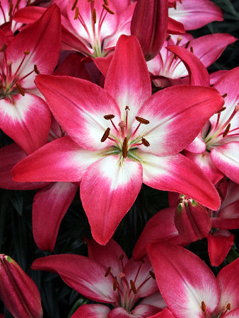 1 gallon - Tiny Diamond Dwarf Asiatic Lily (LILIUM ASIATIC TINY DIAMOND) - 1 gallon - 1 gallon