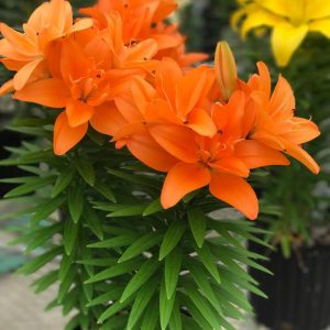 1 gallon - Tiny Double Dutch Asiatic Lily (LILIUM ASIATIC TINY DBL DUTCH) - 1 gallon - 1 gallon