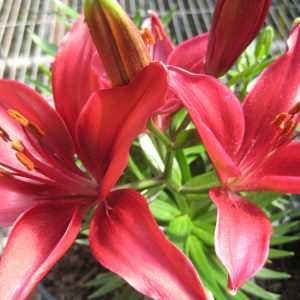 1 gallon - Tiny Ghost Asiatic Lily (LILIUM ASIATIC TINY GHOST) - 1 gallon - 1 gallon