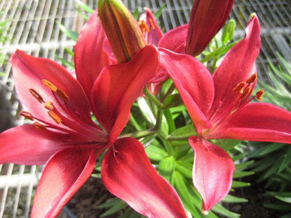 1 gallon - Tiny Ghost Asiatic Lily (LILIUM ASIATIC TINY GHOST) - 1 gallon - 1 gallon